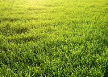 გერმანიაში ბალახზე სექსი აიკრძალა