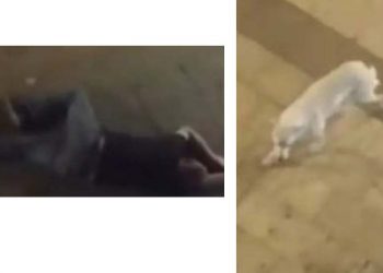 (ვიდეო) – “ჩვენი უბნის მიუსაფარმა ძაღლმა დაინახა, რომ ადამიანი ძირს დაეცა და…” – როგორ მოიქცა ძაღლი?