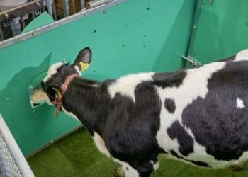 გლობალურ დათბობასთან ბრძოლის მიზნით, გერმანიაში ძროხებს ტუალეტში სიარულს ასწავლიან