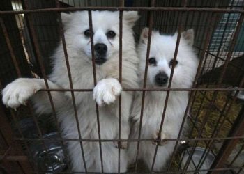 სამხრეთ კორეის პრეზიდენტი ქვეყანაში ძაღლის ხორცის ჭამის აკრძალვას გეგმავს