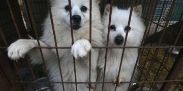 სამხრეთ კორეის პრეზიდენტი ქვეყანაში ძაღლის ხორცის ჭამის აკრძალვას გეგმავს