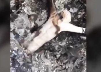 შოკისმომგვრელი კადრები უჯარმის ეკლესიიდან  -თვითმხილველების თქმით, ხატები მამაომ დაწვა (უმძიმესი ვიდეო)