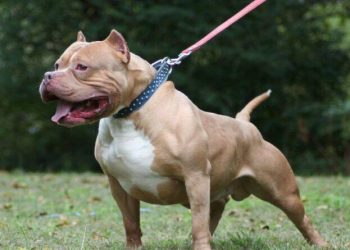 ავლაბარში, ახალგაზრდა მამაკაცს პიტბული დაესხა თავს – დაშავებულმა ძაღლი მოკლა