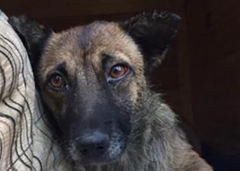 “გამომძიებელმა მძღოლს რომ ჰკითხა, მეორედ რაღატო გადაუარეო, რომ დავწმუნებულიყავი, მართლა მოვკალი თუ არაო” – რა ისტორიას იხსენებს ტასო ლოსაბერიძე