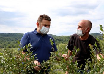 ,,ქართული ოცნების“ სენაკის მერობის კანდიდატმა ვახტანგ გადელიამ შპს „აგროთემას“ მოცვის ბაღები დაათვალიერა