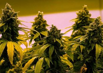 ლუქსემბურგში აპირებენ, კანაფის მოყვანა-მოხმარება ლეგალური გახადონ