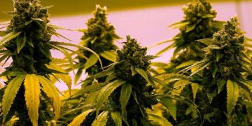 ლუქსემბურგში აპირებენ, კანაფის მოყვანა-მოხმარება ლეგალური გახადონ