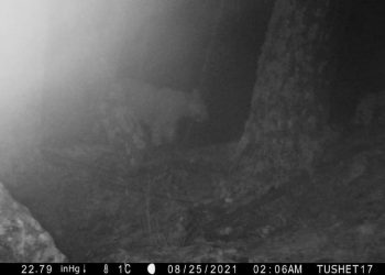 თუშეთის ტერიტორიაზე 12 წლის შემდეგ ჯიქი პირველად დაფიქსირდა