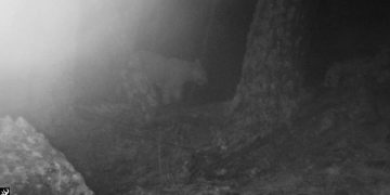 თუშეთის ტერიტორიაზე 12 წლის შემდეგ ჯიქი პირველად დაფიქსირდა