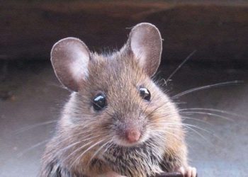 თაგვებს, რომლებსაც სხვა თაგვბის ტანჯვას აყურებინებდნენ, დეპრესია დაემართათ?