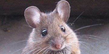 თაგვებს, რომლებსაც სხვა თაგვბის ტანჯვას აყურებინებდნენ, დეპრესია დაემართათ?