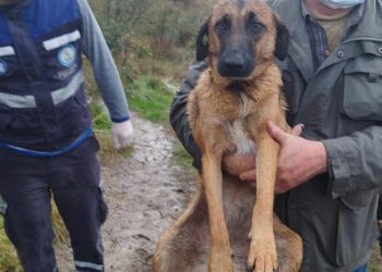 „ვაშლიჯვრის ძაღლების თავშესაფარი უგულო ადამიანების ახირების გამო, აღარ იარსებებს”