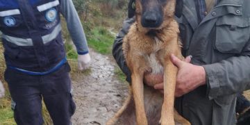 „ვაშლიჯვრის ძაღლების თავშესაფარი უგულო ადამიანების ახირების გამო, აღარ იარსებებს”