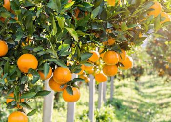 ვინ აჯობა რუსეთს ქართული მანდარინის გაყიდვაში?