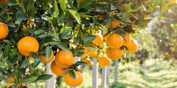 ვინ აჯობა რუსეთს ქართული მანდარინის გაყიდვაში?