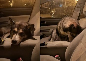 “არაფრის გამო არ გადმოვიდა მანქანიდან, ტიროდა ხალხო, ტიროდა!” – ემოციური ამბავი