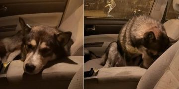 “არაფრის გამო არ გადმოვიდა მანქანიდან, ტიროდა ხალხო, ტიროდა!” – ემოციური ამბავი