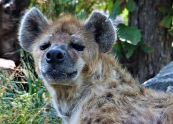 აშშ-ში აფთრებს კორონავირუსი დაუდგინდათ