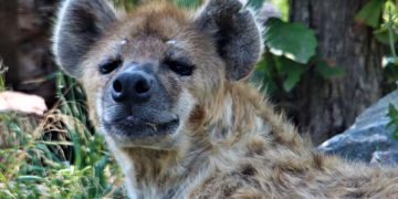 აშშ-ში აფთრებს კორონავირუსი დაუდგინდათ