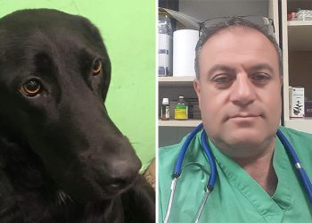 საყვარელი ძაღლის საცოდავი თვალები მისი სიცოცხლისთვის საზიანო რომ არ აღმოჩნდეს – ვეტერინარი დავით სადათერაშვილის რჩევები