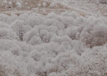 ულამაზესი, გაყინული გომბორი (ფოტოები)