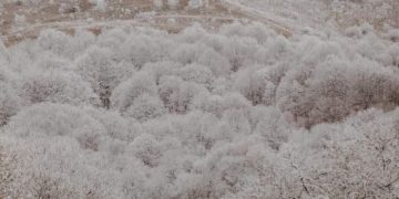 ულამაზესი, გაყინული გომბორი (ფოტოები)