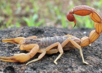 მორიელის შხამისგან კოვიდ-ვაქცინის შექმნას ცდილობენ