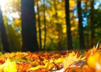 როგორი ამინდი გველის დღეს საქართველოში