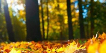 როგორი ამინდი გველის დღეს საქართველოში