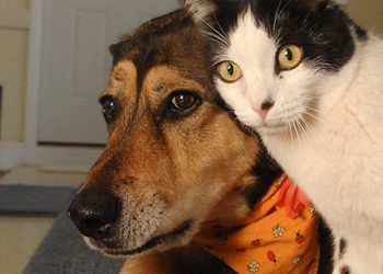 რამდენი ლარით დაჯარიმდება მეპატრონე, რომელიც შინაურ ცხოველს მიატოვებს?