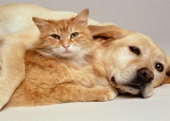 პატრონის მიერ ძაღლისა და კატის მიტოვებაზე შესაძლოა, ჯარიმა დაწესდეს