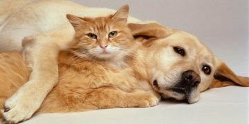 პატრონის მიერ ძაღლისა და კატის მიტოვებაზე შესაძლოა, ჯარიმა დაწესდეს