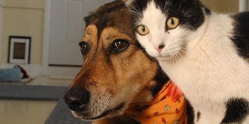 შინაური ცხოველების მიტოვება შესაძლოა 500 -დან 3 ათას ლარამდე ჯარიმას დაექვემდებაროს