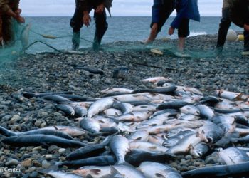 უკანონო თევზჭერაზე კანონი მკაცრდება