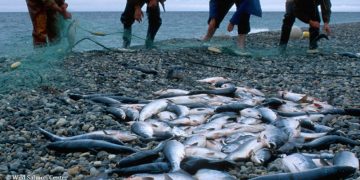 უკანონო თევზჭერაზე კანონი მკაცრდება