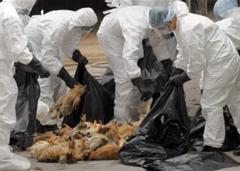 ევროპისა და აზიის ქვეყნების ნაწილში ფრინველის გრიპის ეპიდაფეთქებაა