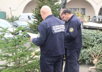 გარემოსდაცვითი ზედამხედველობის დეპარტამენტი წიწვოვანი ხე-მცენარეების მოპოვებაზე კონტროლს ამკაცრებს