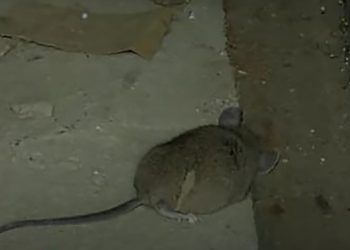 თბილისში დახურეს რძისა და ხორცპროდუქტების უკანონო საწარმო (ვიდეო)