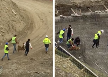 თბილისში მშენებლობის საძირკველში ცხვარი დაკლეს