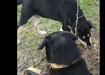 “ვინც ეს ძაღლი მოკალით, არ ხართ ადამიანები!…მითხრეს, რომ ტყვიით მოკლეს. თურმე ანტიკვარ ღობეებს უფუჭებდათ და ამიტომ!..”