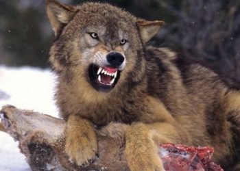 “სანამ ადამიანს არ დაჭამენ, არ მიიღებენ ზომებს?!’ – მგლების შემოსევა ჩოხატაურში