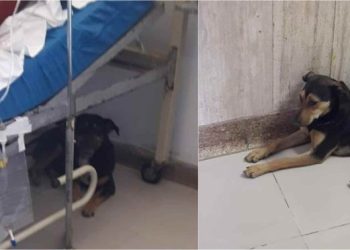 ძაღლები საავადმყოფოში პატრონის სანახავად შეიპარნენ – „შევედი პალატაში და ჰოი საოცრებავ!“