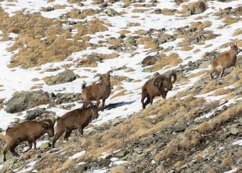 ჯიხვის, სახელად ტარიელი, მოგზაურობა – სად იყო ჯიხვი, რომელსაც გადამცემი დაუმაგრეს მარტიდან დღემდე?