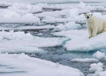 არქტიკაში რეკორდული სიცხე – 38 გრადუსი დაფიქსირდა