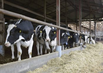 იაპონიაში, შესაძლოა, 5 000 ტონა რძე გადაღვარონ