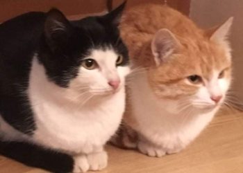 მითები და რეალობა – რას გვიყვება ვეტერინარი დავით სადათერაშვილი