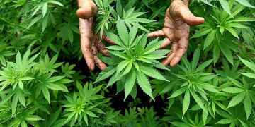 მალტა კანაფის მოხმარებას აკანონებს