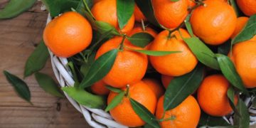 გეოგრაფიული აღნიშვნის სტატუსი – სახელმწიფომ ხობის მუნიციპალიტეტში წარმოებული მანდარინის განსაკუთრებულობა დაადასტურა