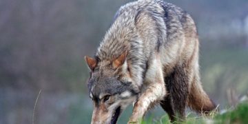 წყალტუბოში მგელმა 3 ადამიანი დაკბინა