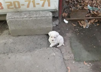 „ამხელა სამყაროში სულ მარტოა და მარტო ცდილობს გადარჩენას“ – ცხოველთა დამცველი ემოციურ პოსტს აქვეყნებს